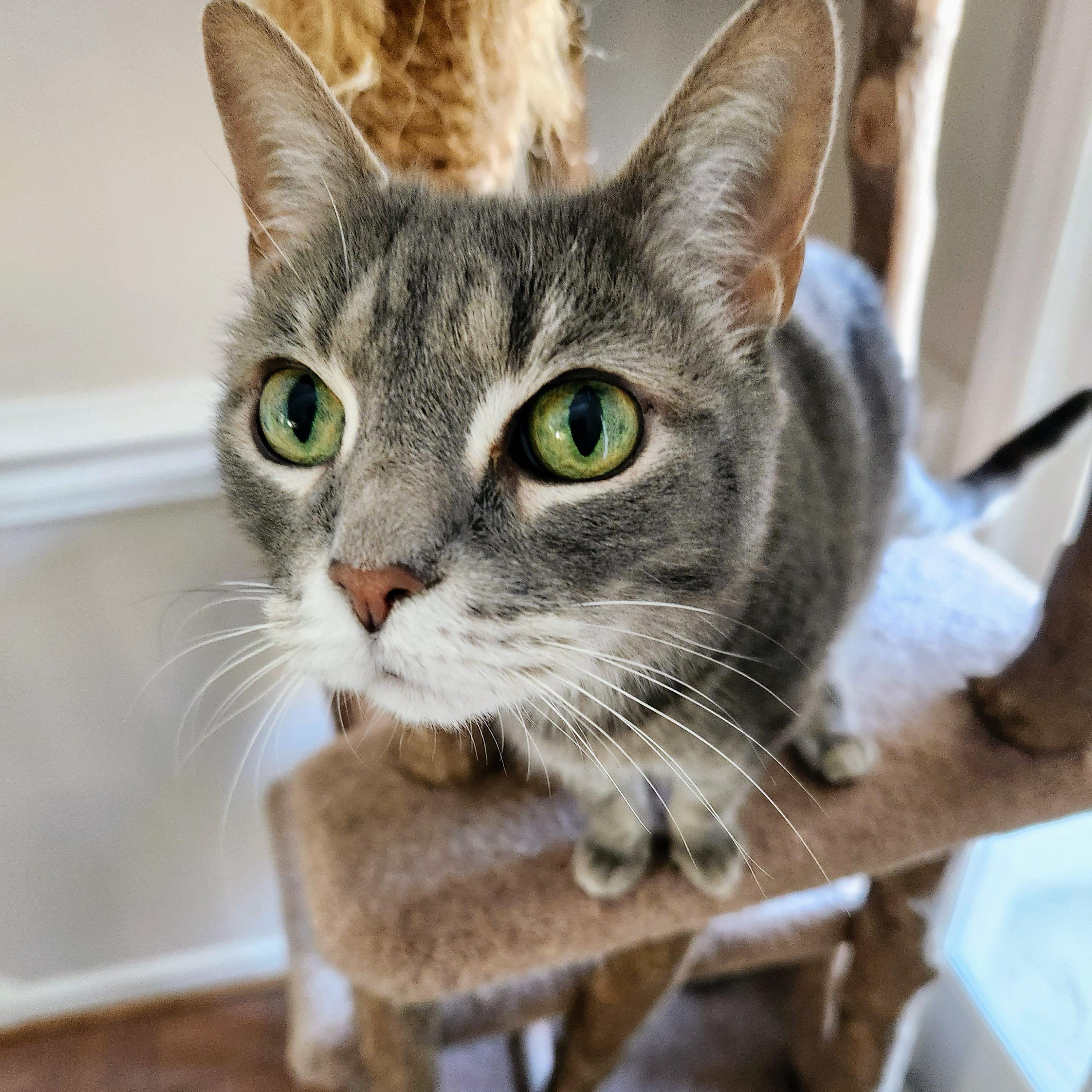 Ham, Adoptable, Senior Male Domestic Short Hair.