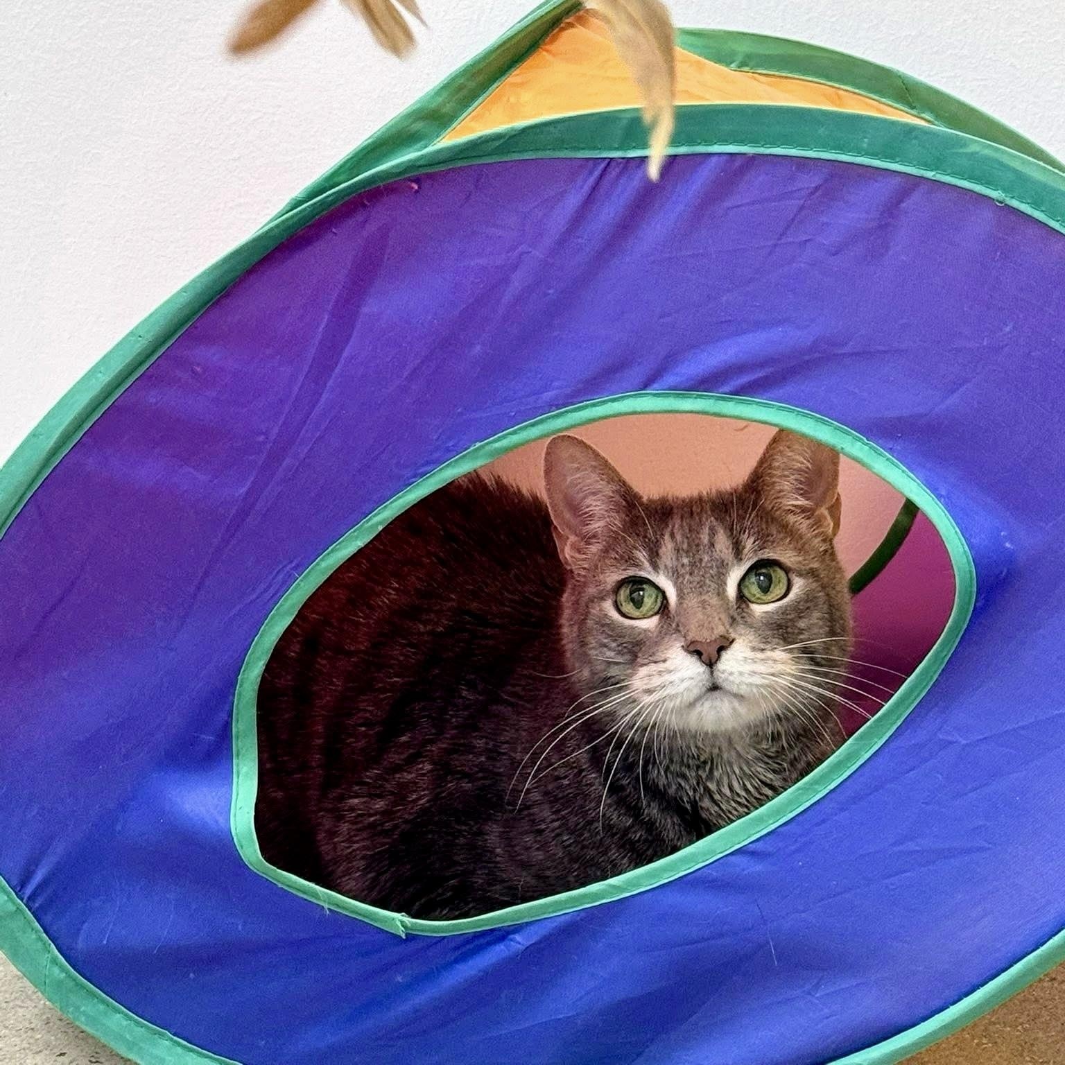 Ham, Adoptable, Senior Male Domestic Short Hair.