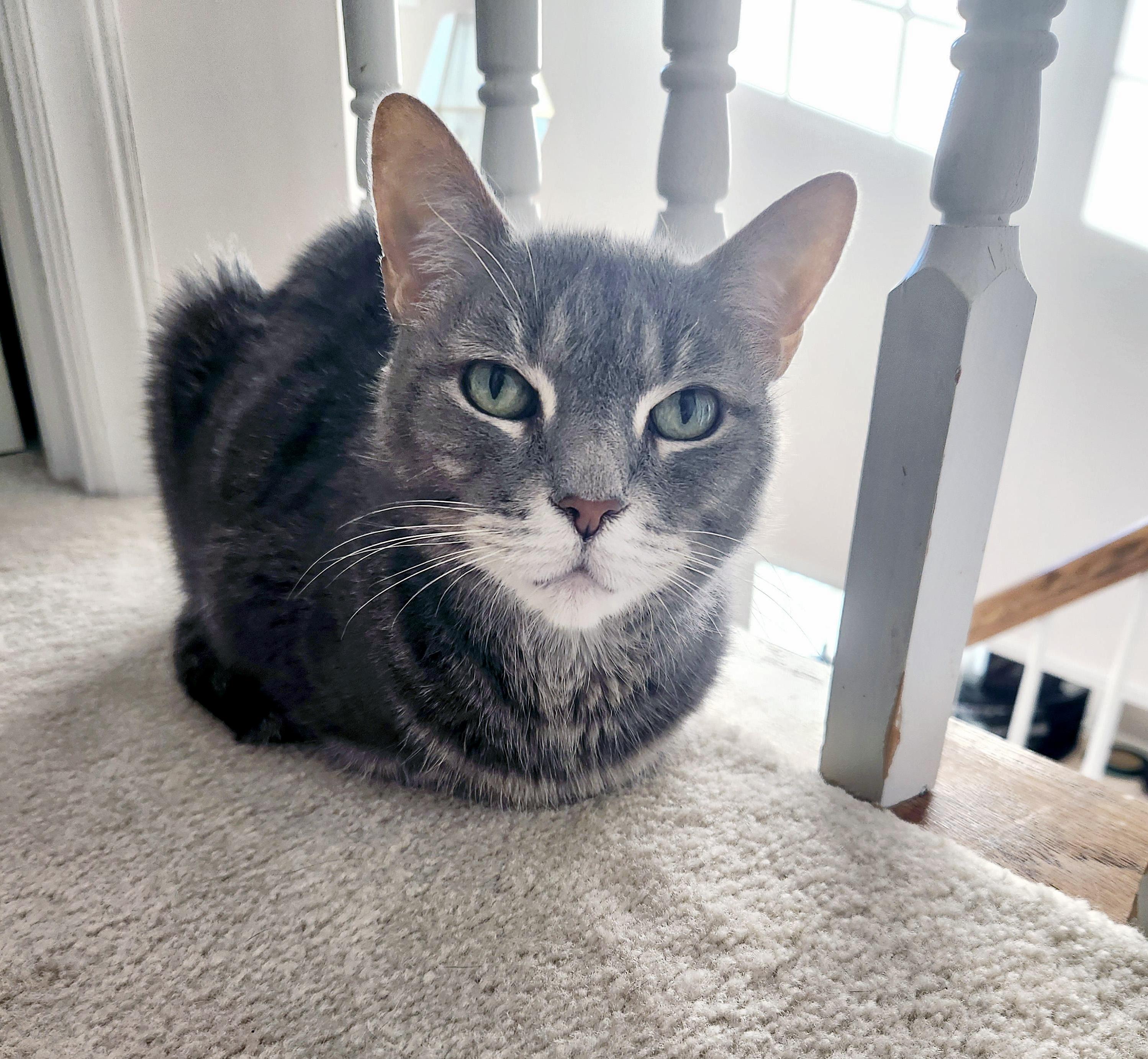 Enlarge Ham, a Adoptable Domestic Short Hair in Apex, NC image 2/5