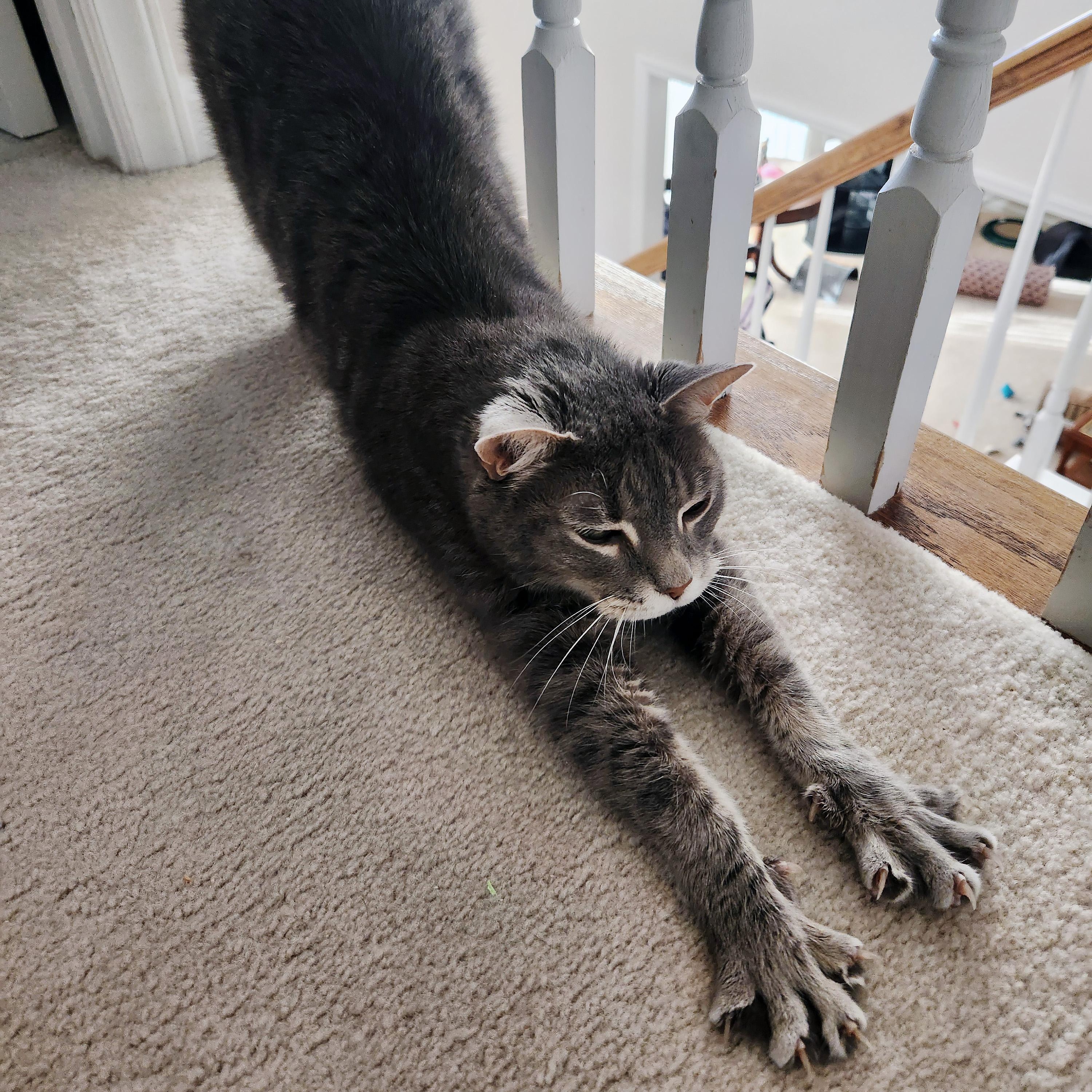 Enlarge Ham, a Adoptable Domestic Short Hair in Apex, NC image 5/5