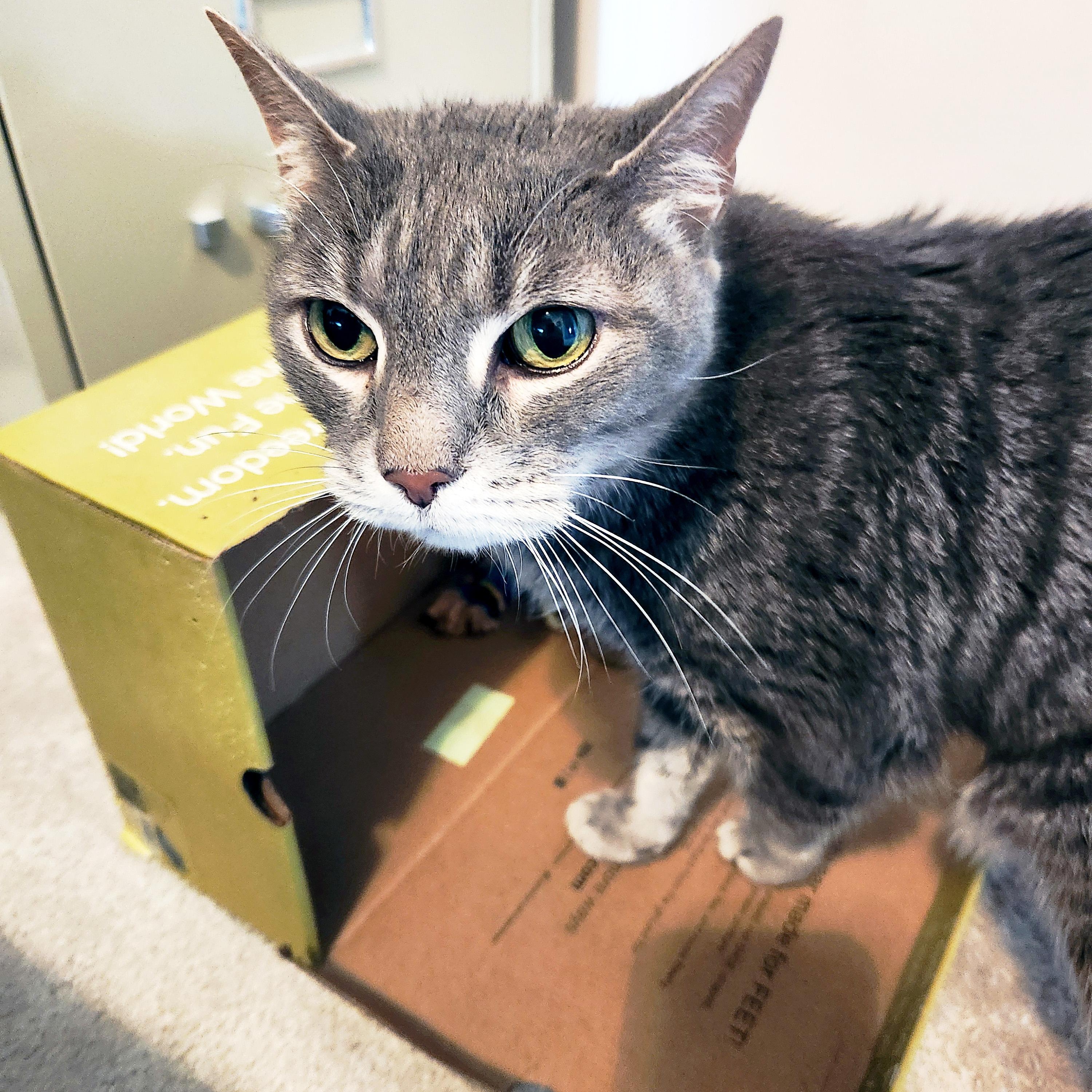 Enlarge Ham, a Adoptable Domestic Short Hair in Apex, NC image 3/5