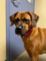 Nala, Adoptable, Adult Female Tosa Inu.