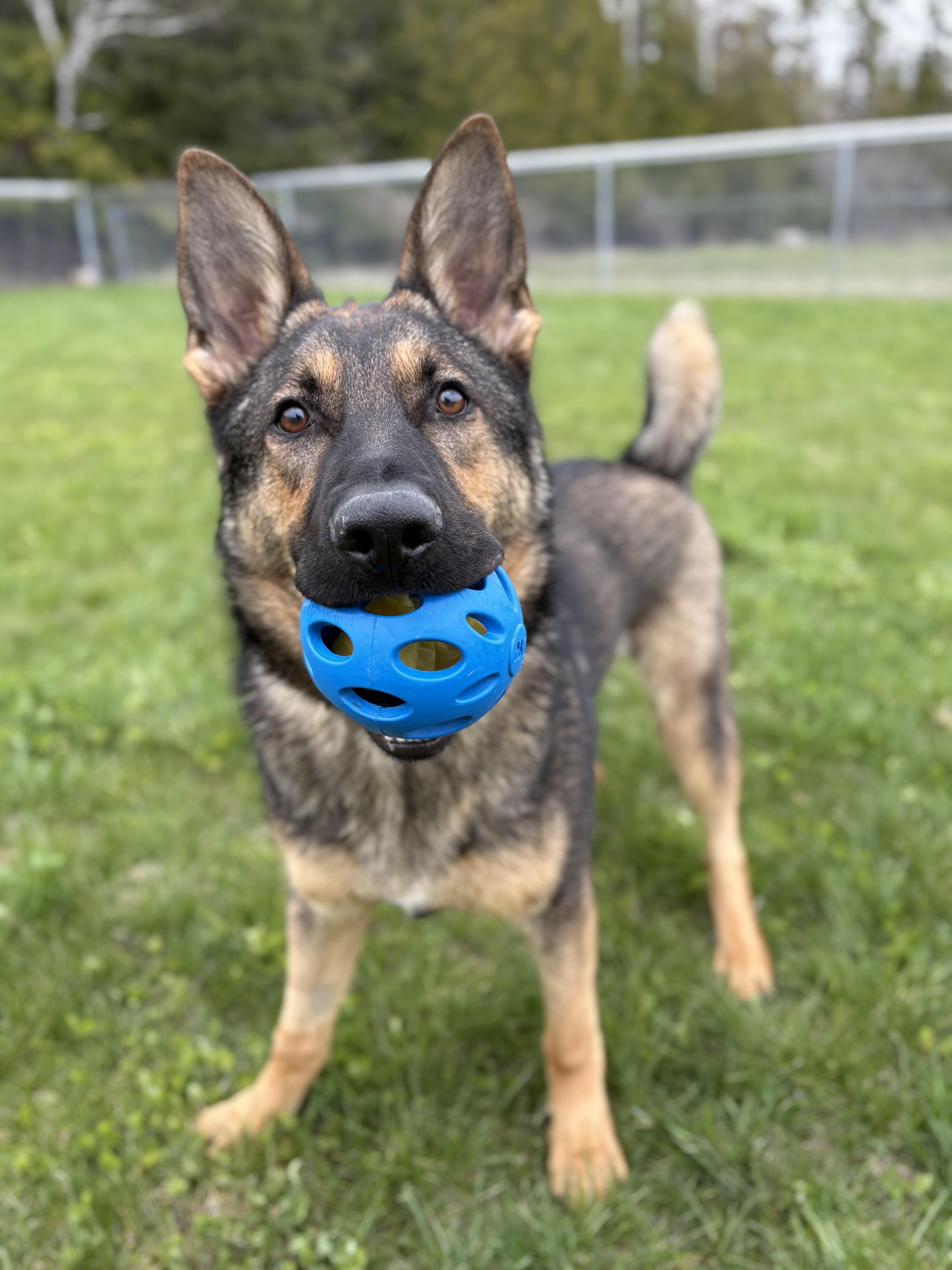 Kai, a ADOPTABLE German Shepherd Dog in Alpena, MI image 1/4