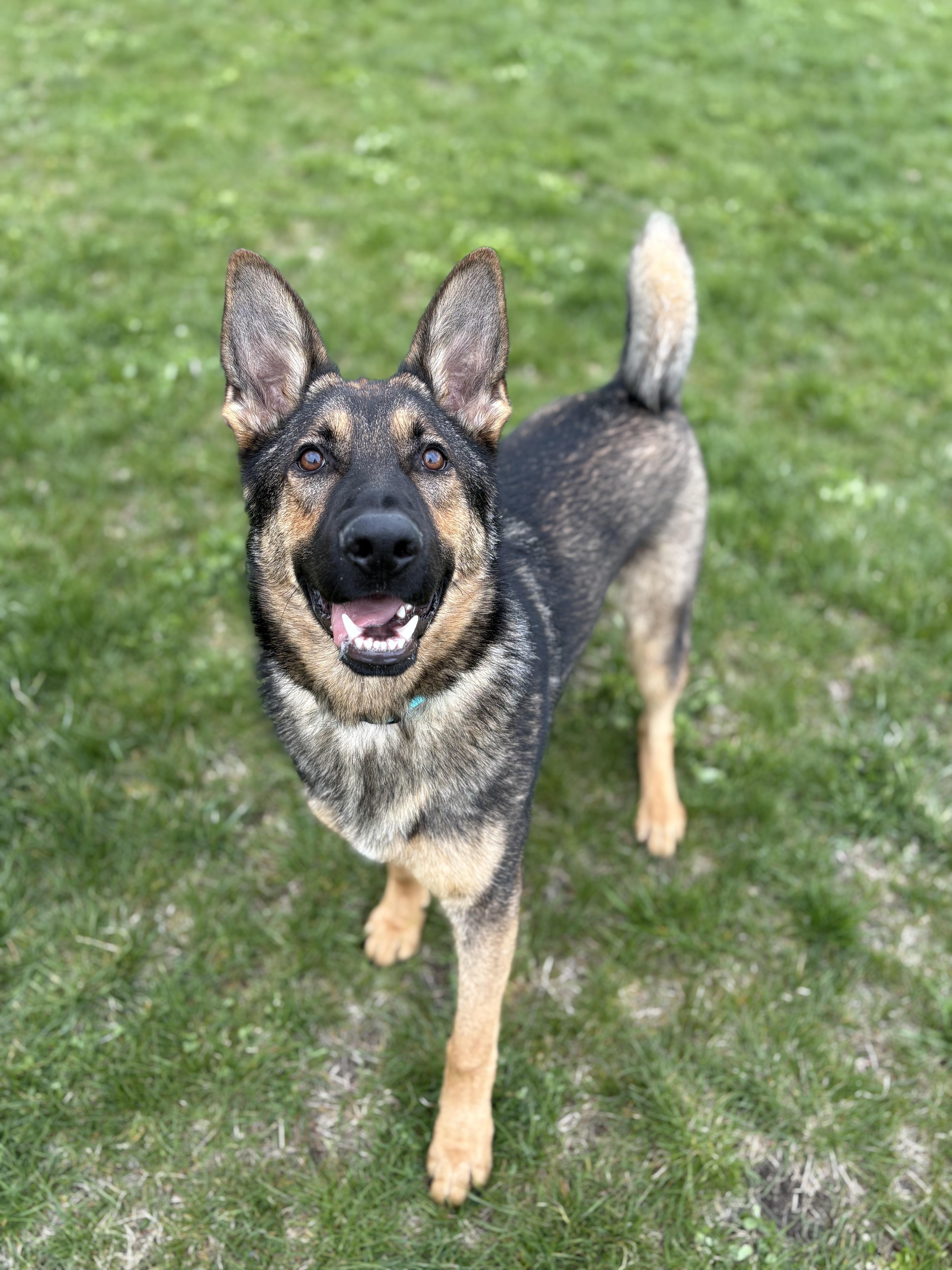 Kai, a ADOPTABLE German Shepherd Dog in Alpena, MI image 3/4