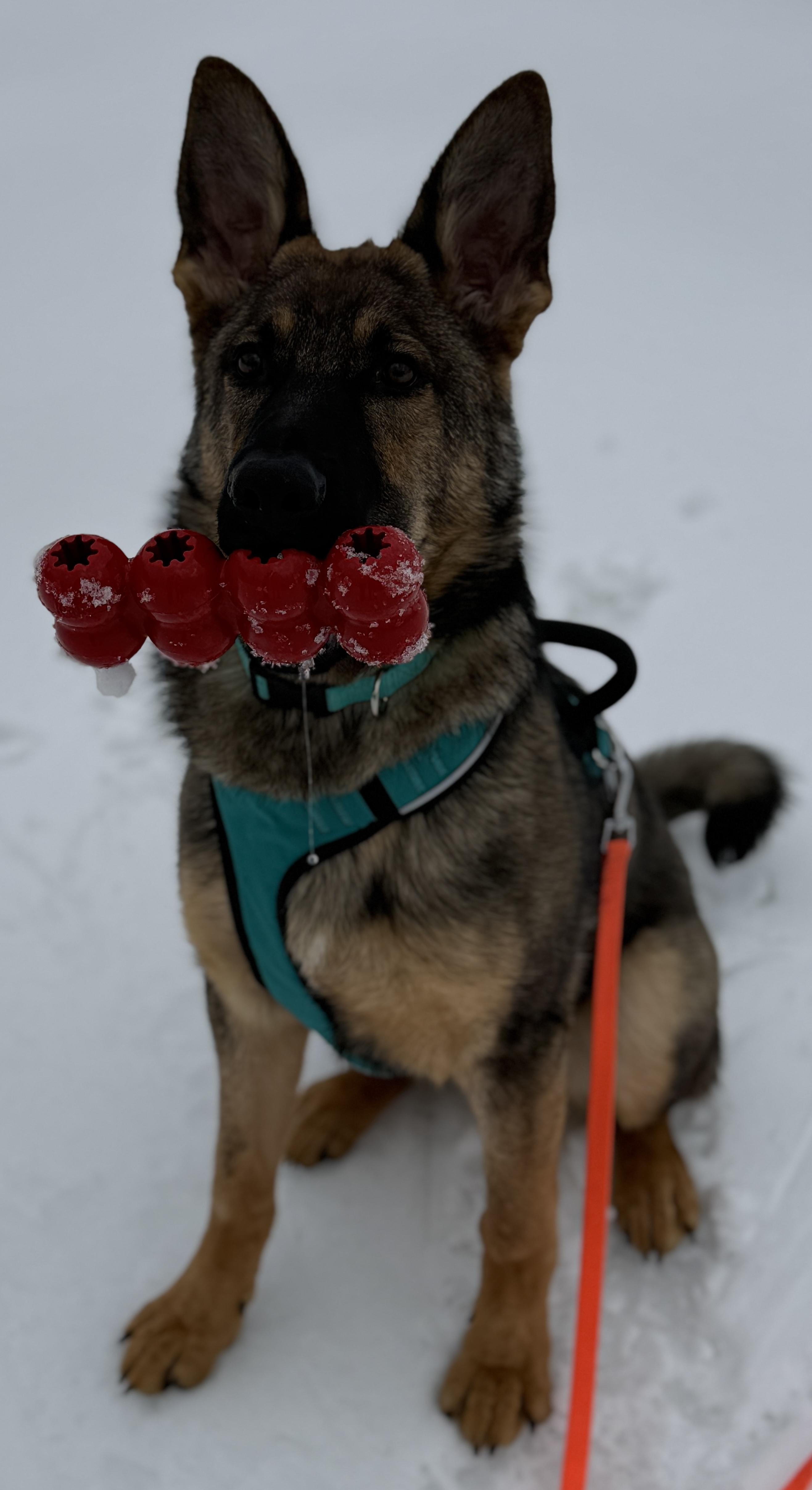 Kai, ADOPTABLE, Young Male German Shepherd Dog.