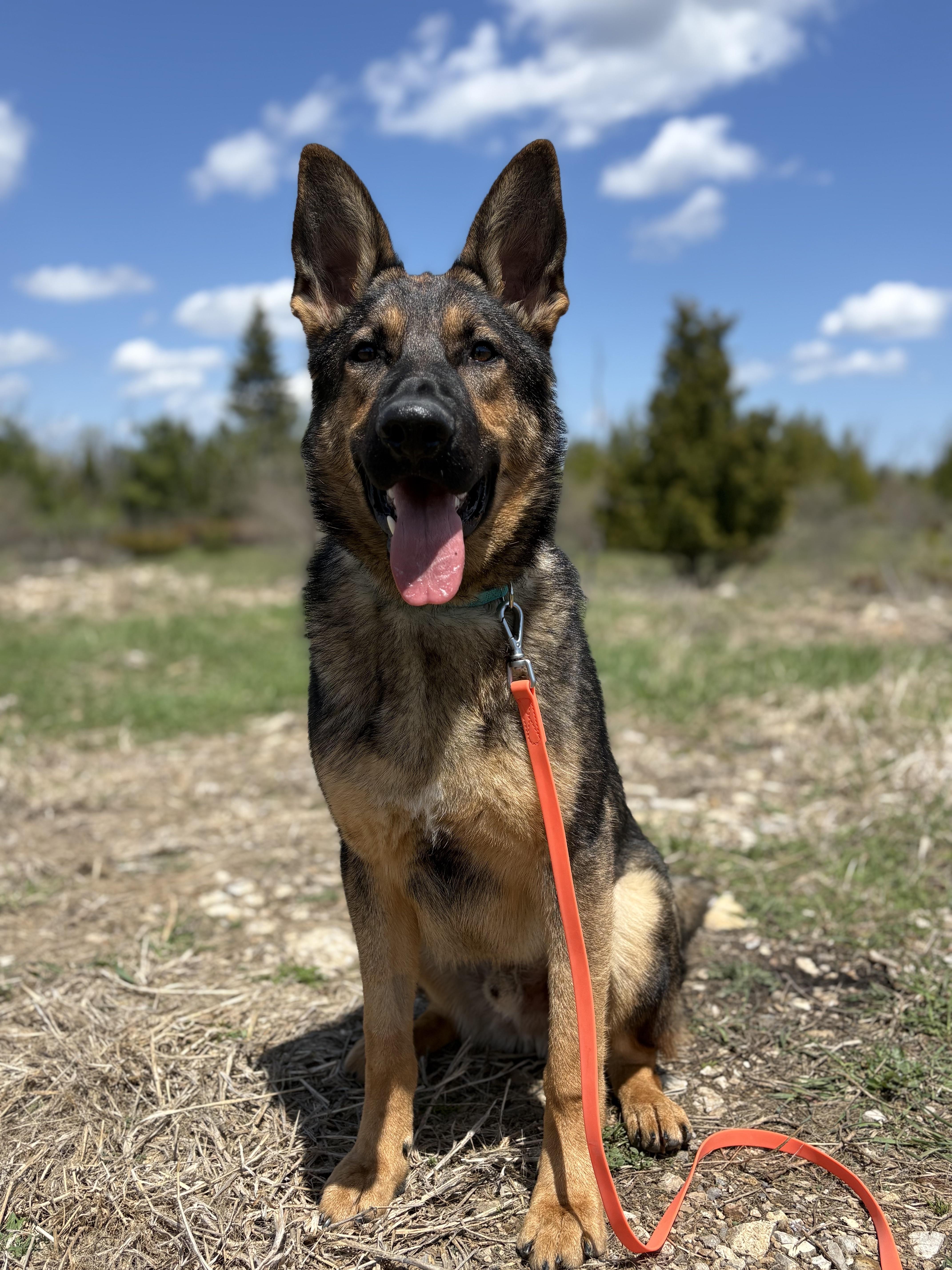 Kai, a ADOPTABLE German Shepherd Dog in Alpena, MI image 2/4