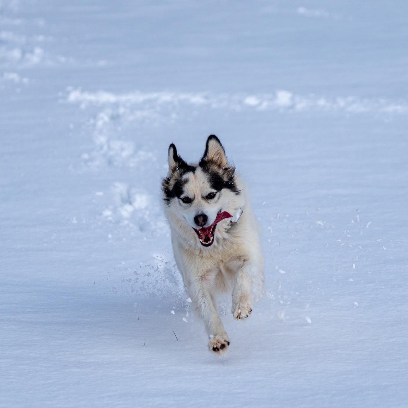 Callie, an adopted mixed breed in Little Rock, AR image 2/3