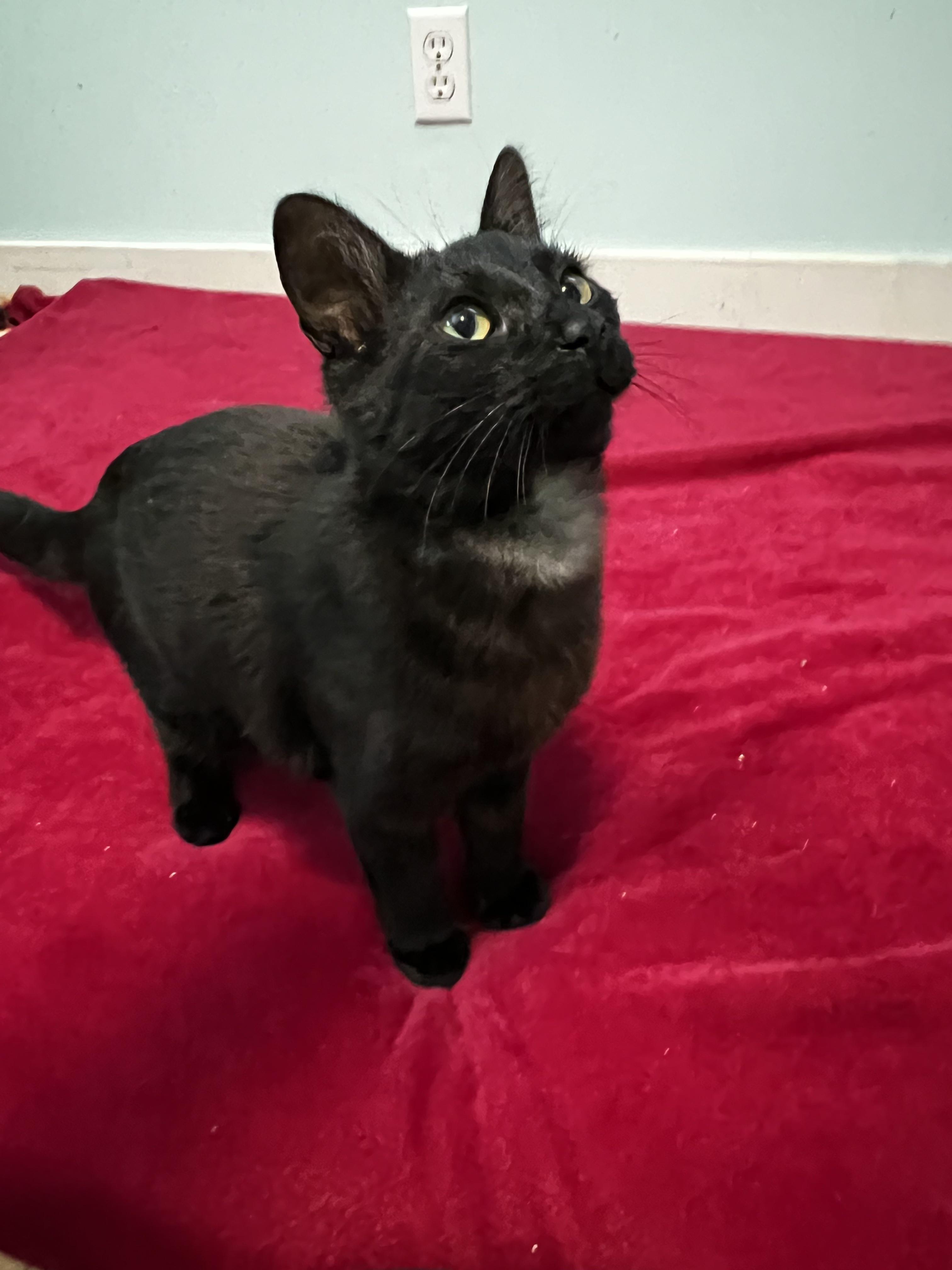 Midnight, Adoptable, Kitten Male Domestic Short Hair.