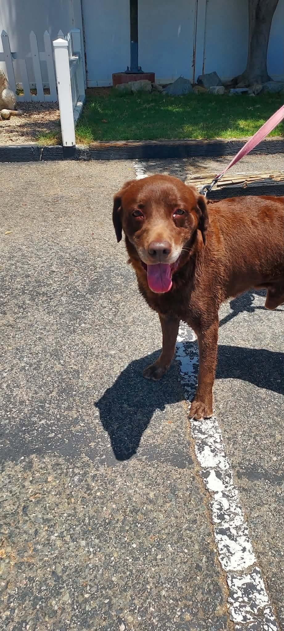 Snickers, Adoptable, Adult Male Labrador Retriever.
