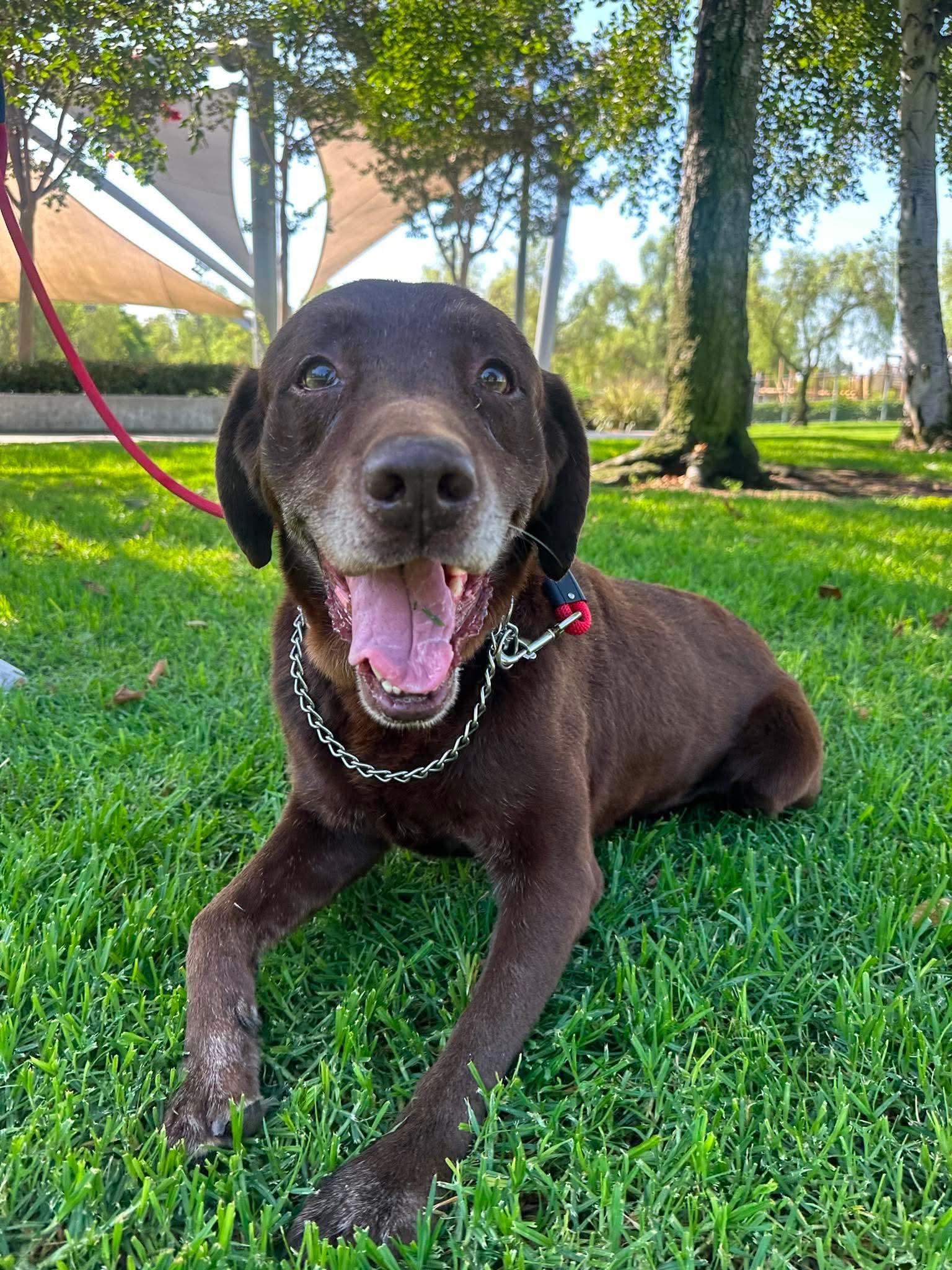 Enlarge Snickers, a Adoptable Labrador Retriever in San Diego, CA image 2/3