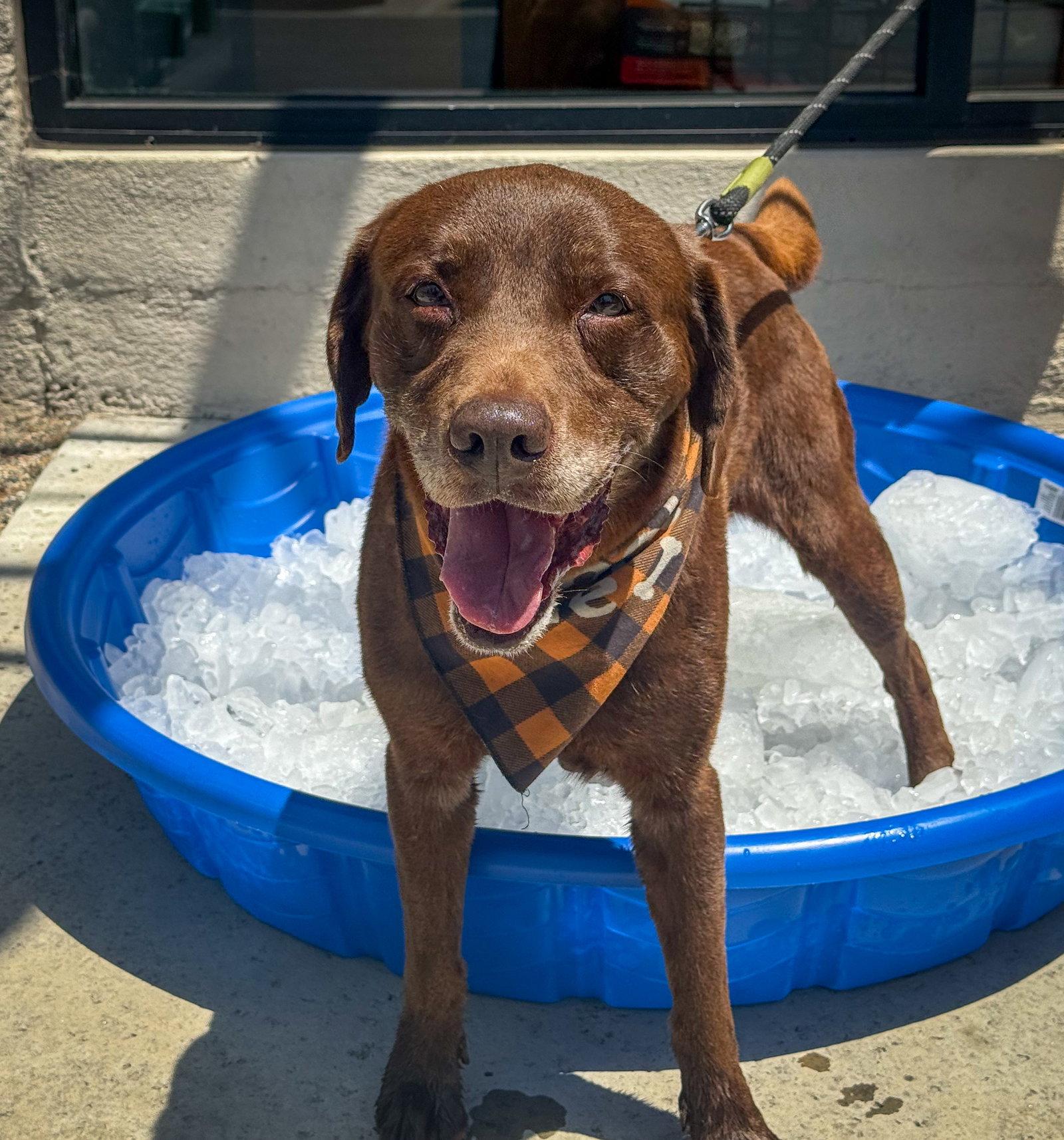 Enlarge Snickers, a Adoptable Labrador Retriever in San Diego, CA image 3/3