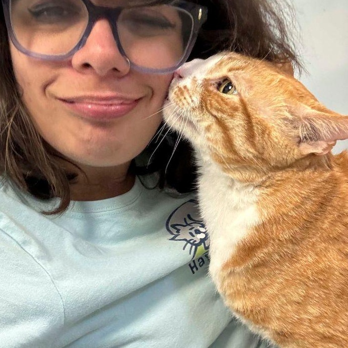 Enlarge Crosby, a ADOPTABLE Domestic Short Hair in Stamford, CT image 4/4