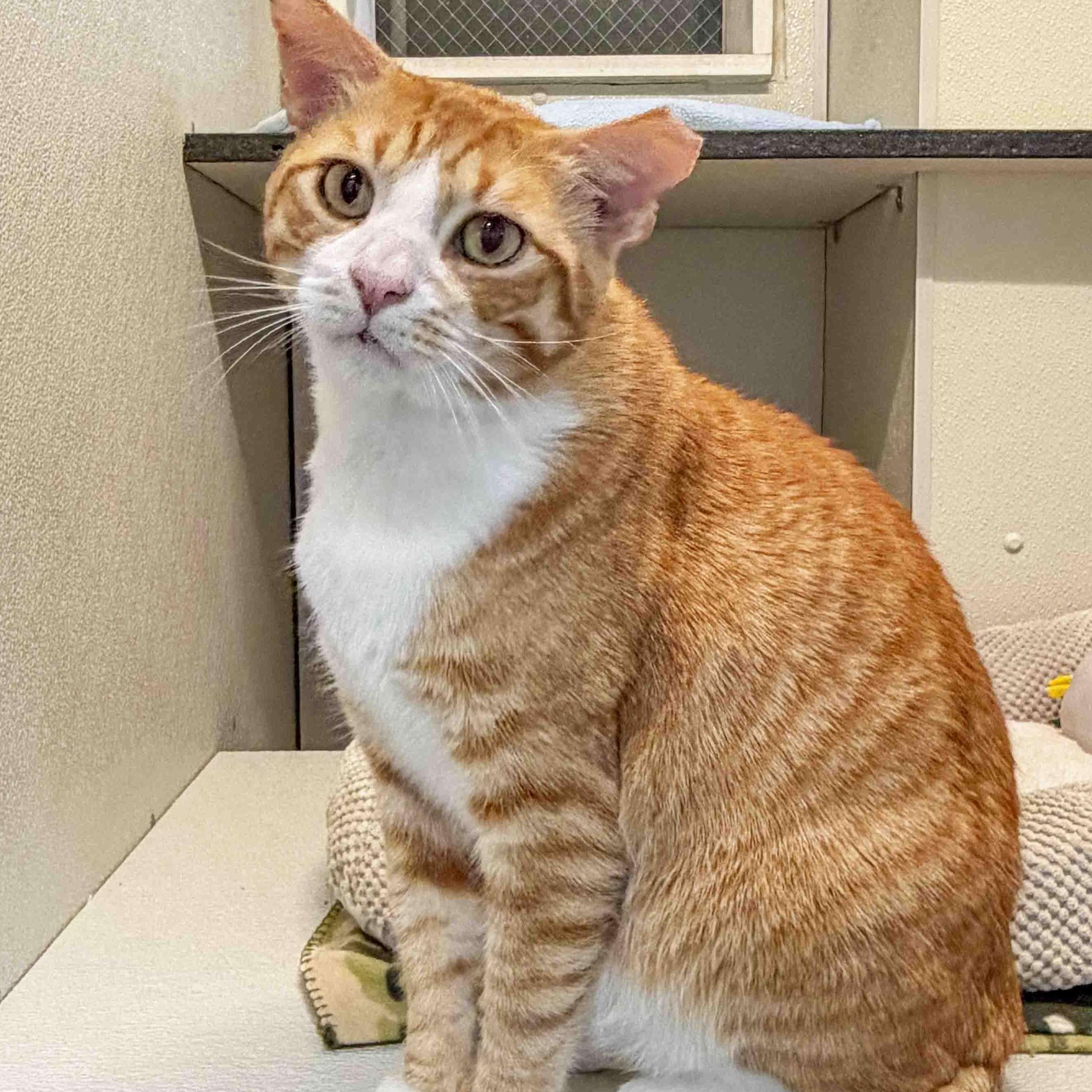 Crosby, ADOPTABLE, Adult Male Domestic Short Hair.