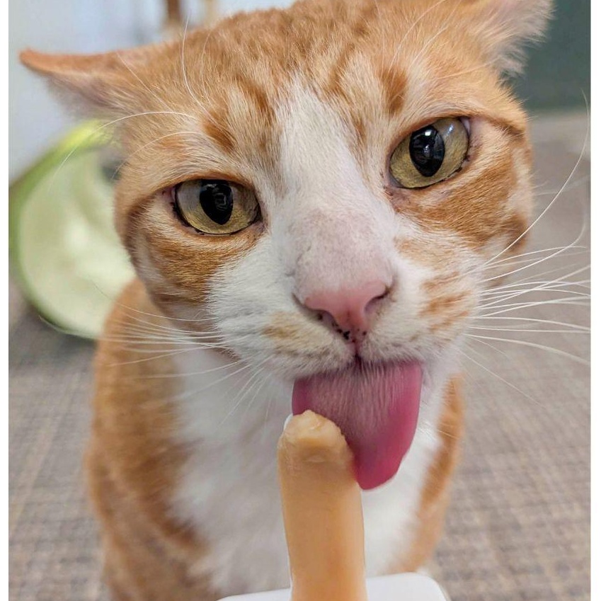 Enlarge Crosby, a ADOPTABLE Domestic Short Hair in Stamford, CT image 3/4