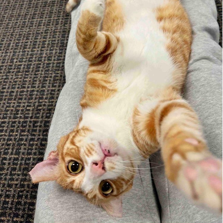 Enlarge Crosby, a ADOPTABLE Domestic Short Hair in Stamford, CT image 2/4