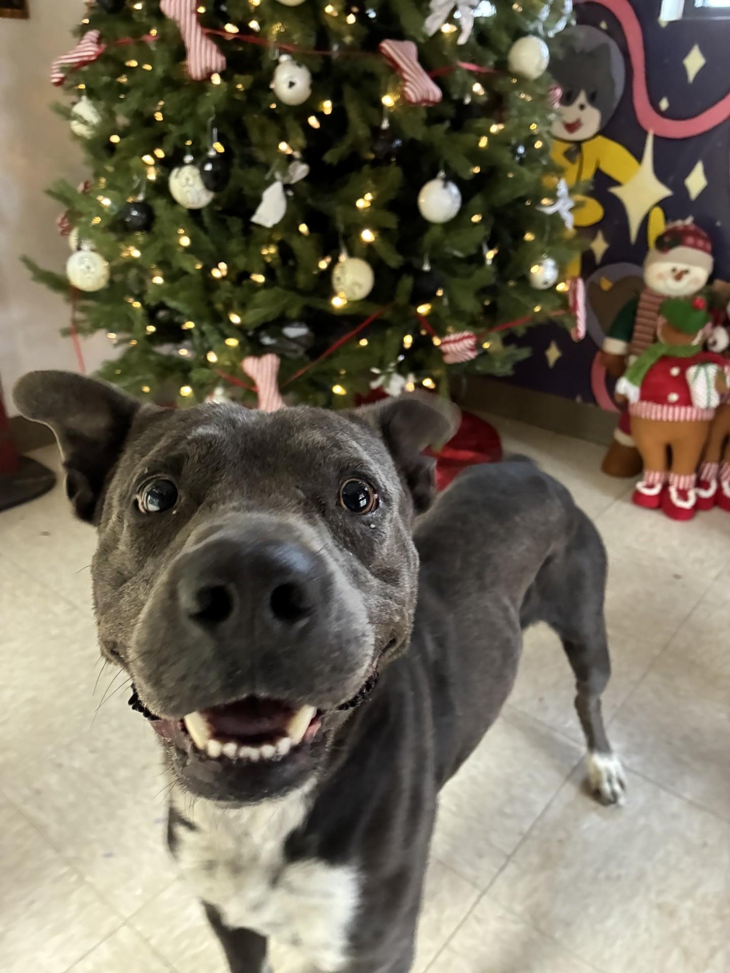 PI, Adoptable, Adult Male Mixed Breed.