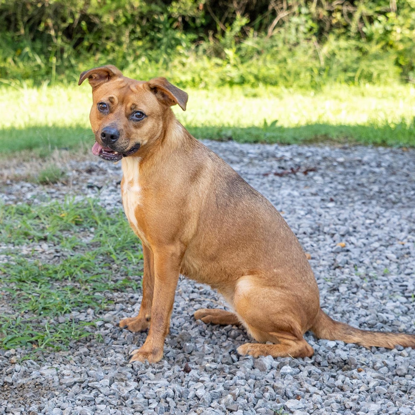 Enlarge Bailey, a ADOPTABLE mixed breed in Lebanon, TN image 4/6