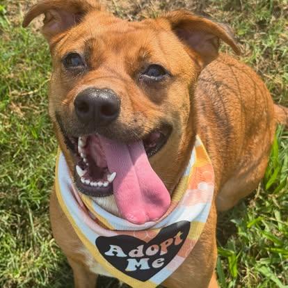 Bailey, ADOPTABLE, Adult Female Mixed Breed.