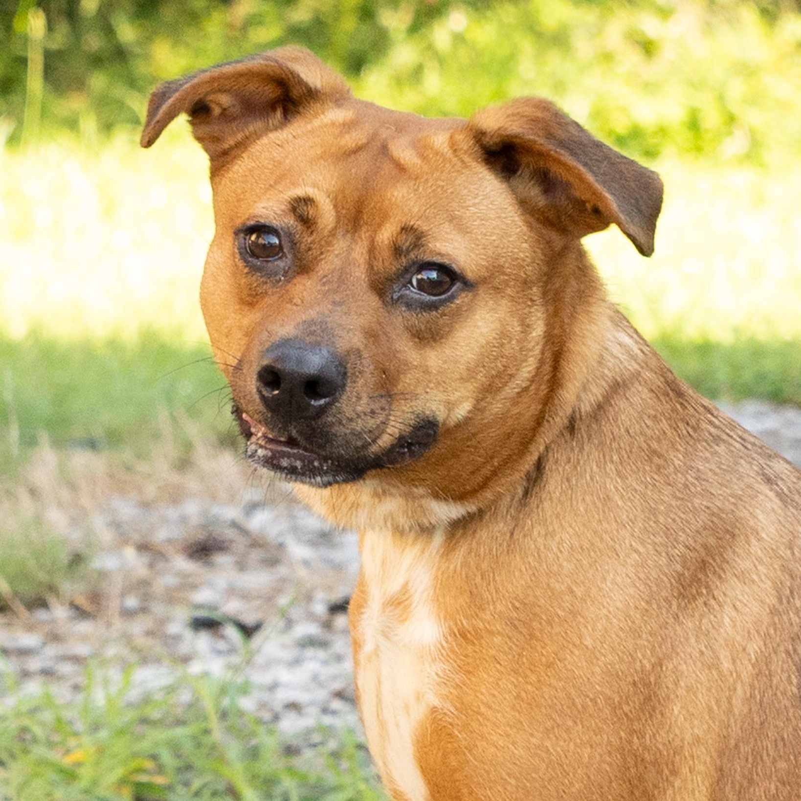 Enlarge Bailey, a ADOPTABLE mixed breed in Lebanon, TN image 2/6