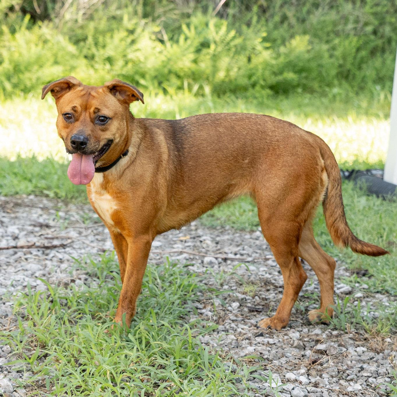 Enlarge Bailey, a ADOPTABLE mixed breed in Lebanon, TN image 5/6