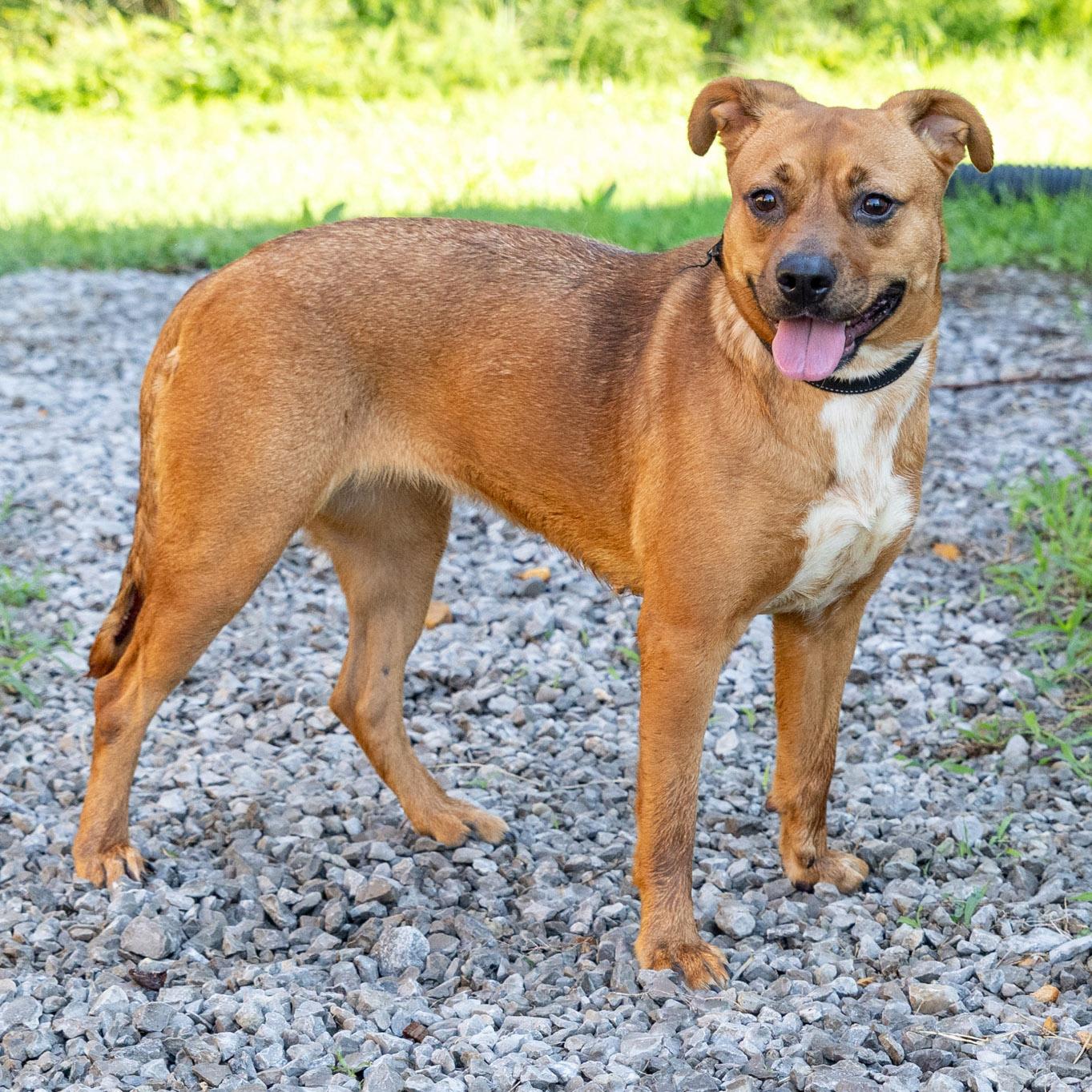 Enlarge Bailey, a ADOPTABLE mixed breed in Lebanon, TN image 3/6