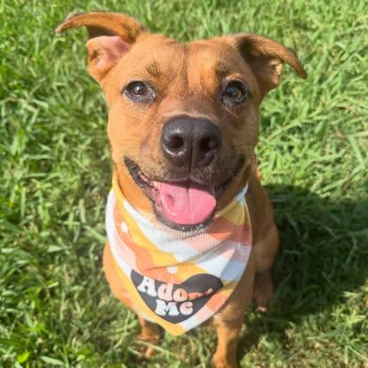 Enlarge Bailey, a ADOPTABLE mixed breed in Lebanon, TN image 6/6