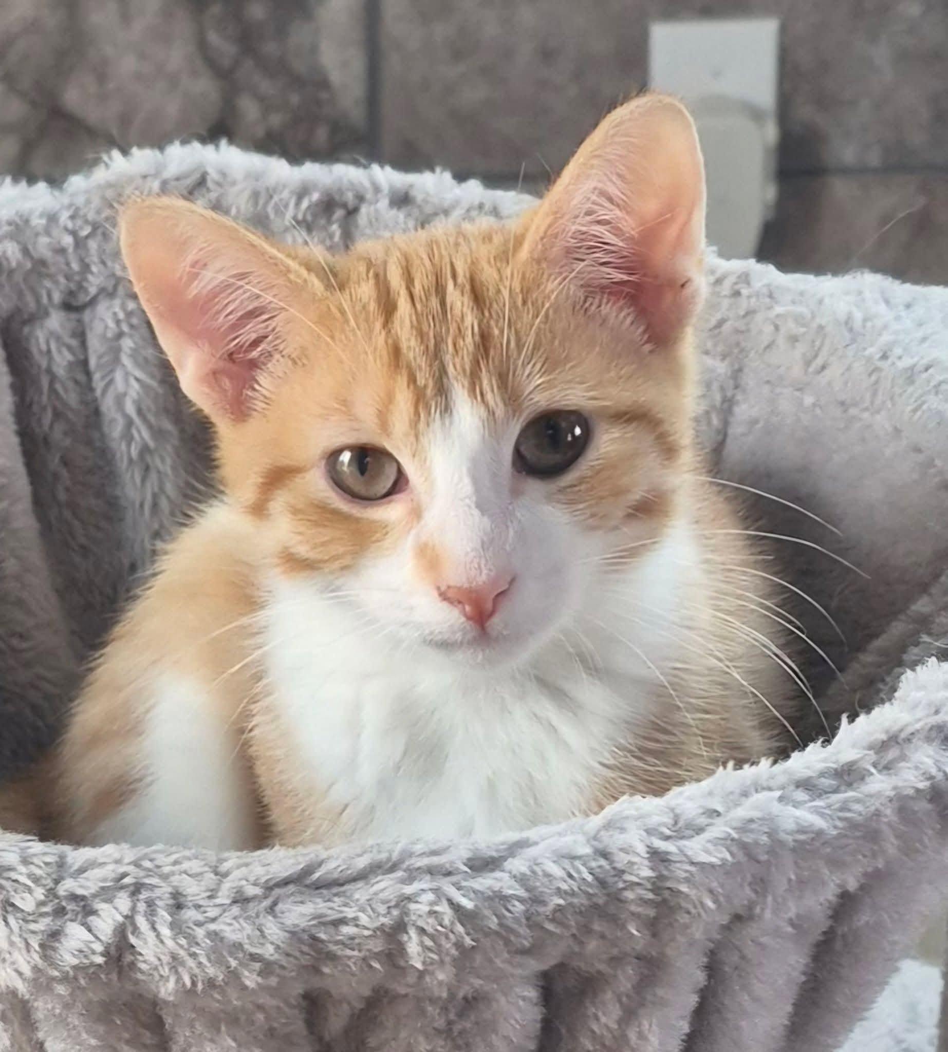 Kumquat, ADOPTABLE, Kitten Male Domestic Short Hair.