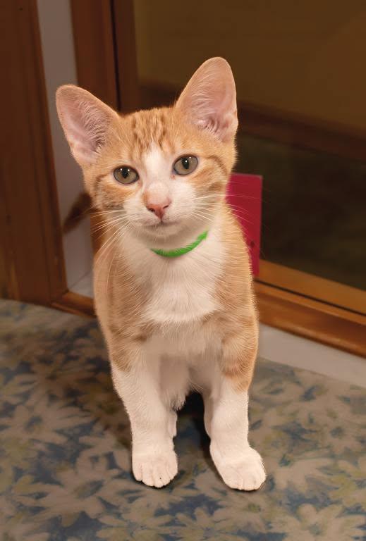 Enlarge Kumquat, a ADOPTABLE Domestic Short Hair in Tomah, WI image 2/3