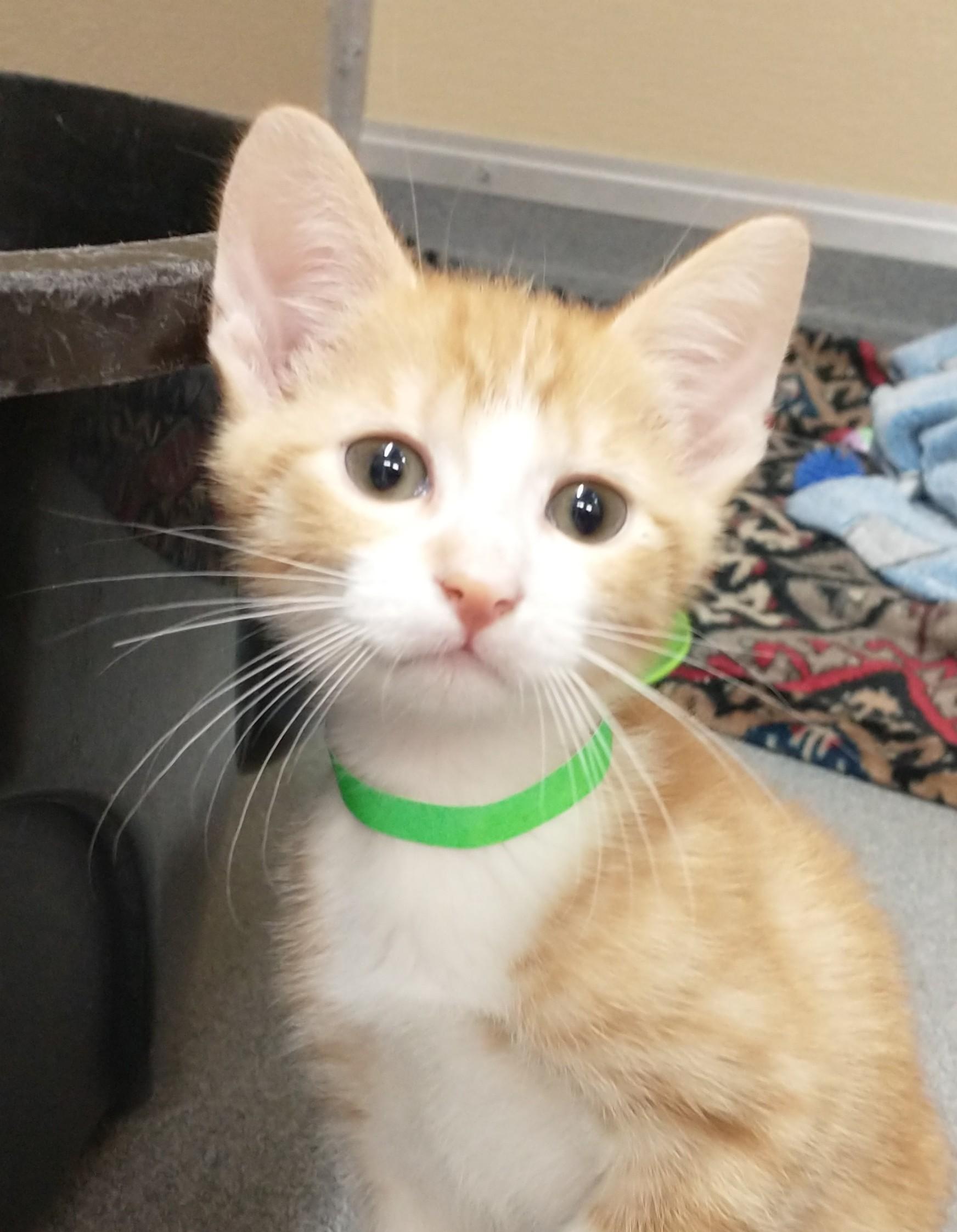Enlarge Kumquat, a ADOPTABLE Domestic Short Hair in Tomah, WI image 3/3