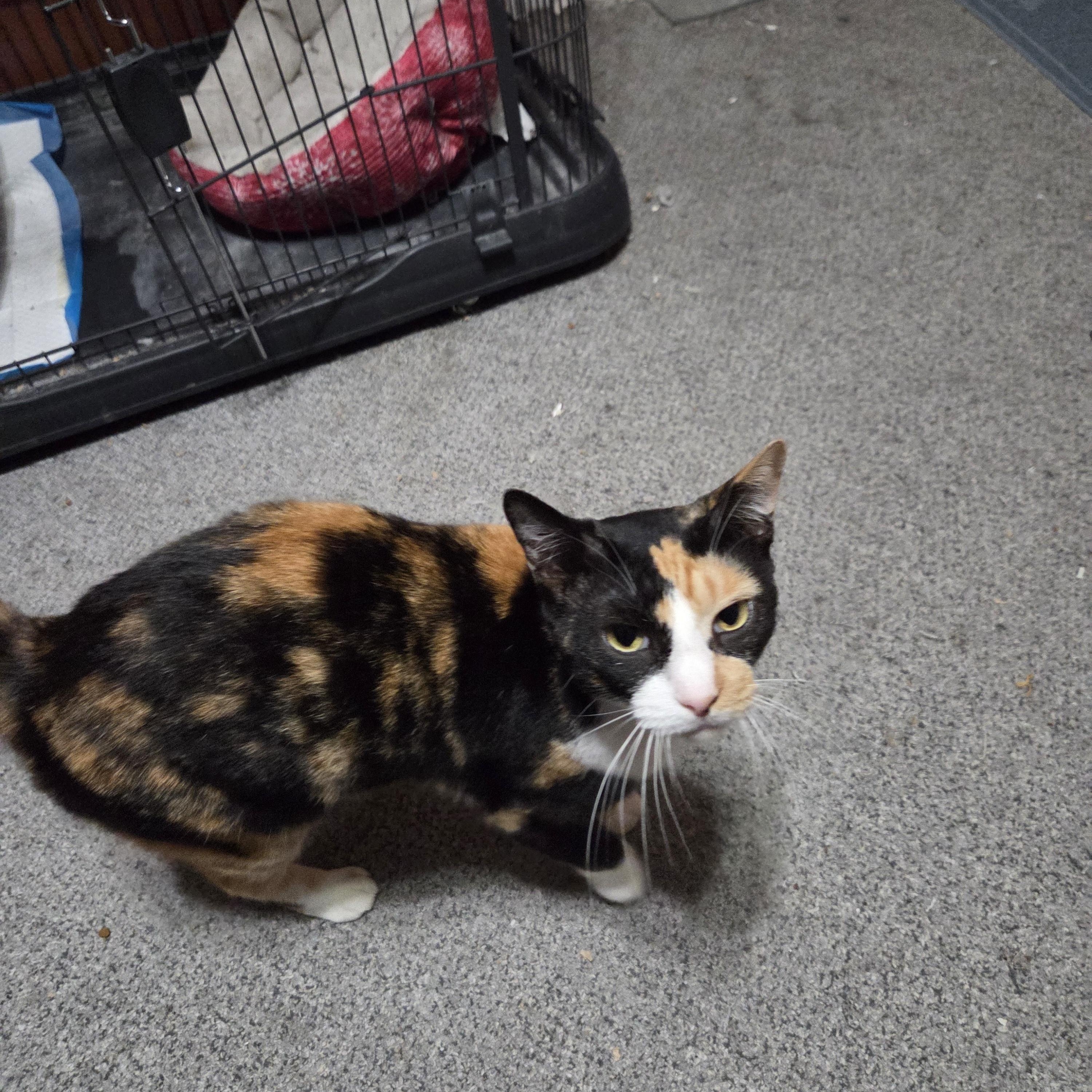 Butters, Adoptable, Adult Female Calico.