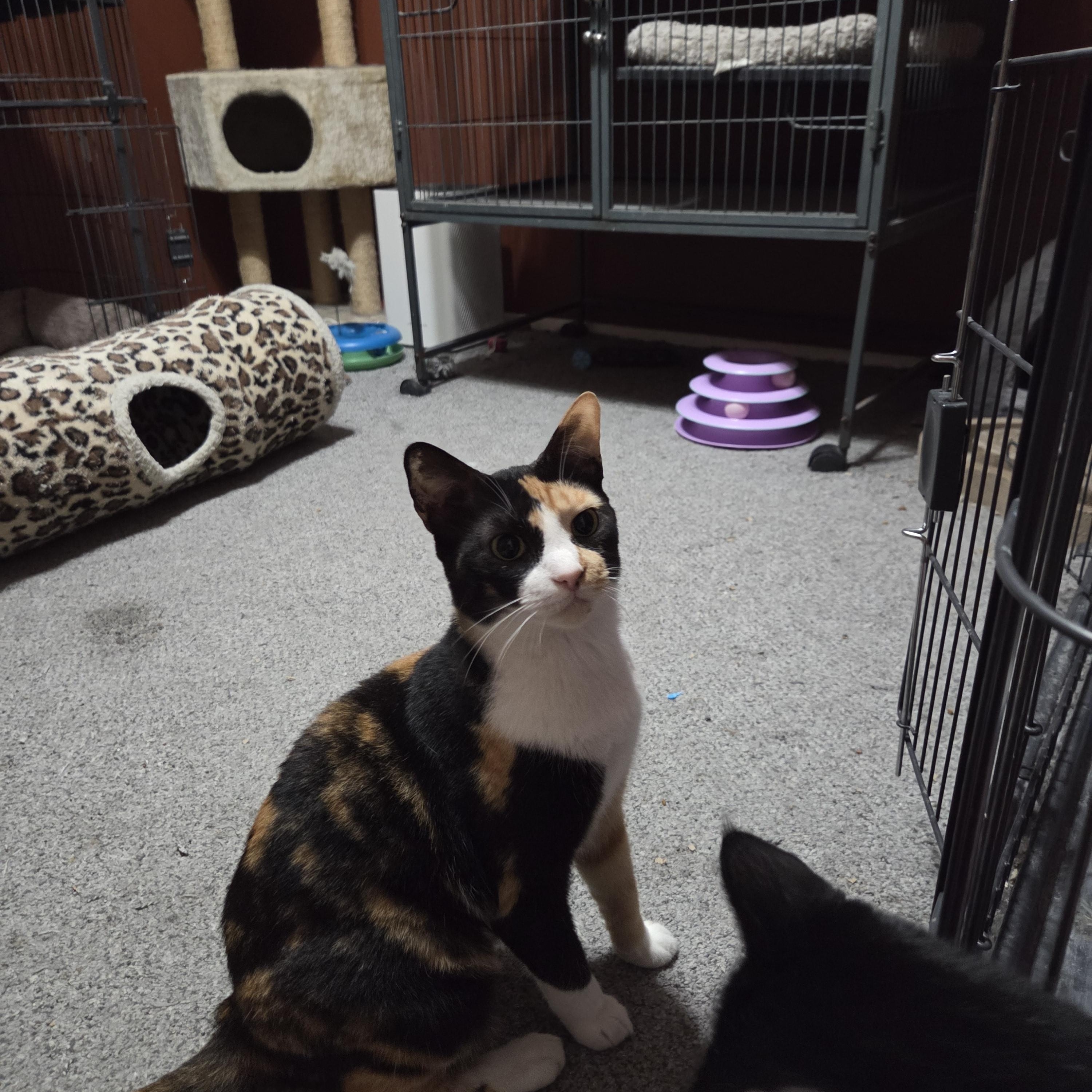 Butters, a Adoptable mixed breed in Orlando, FL image 2/4