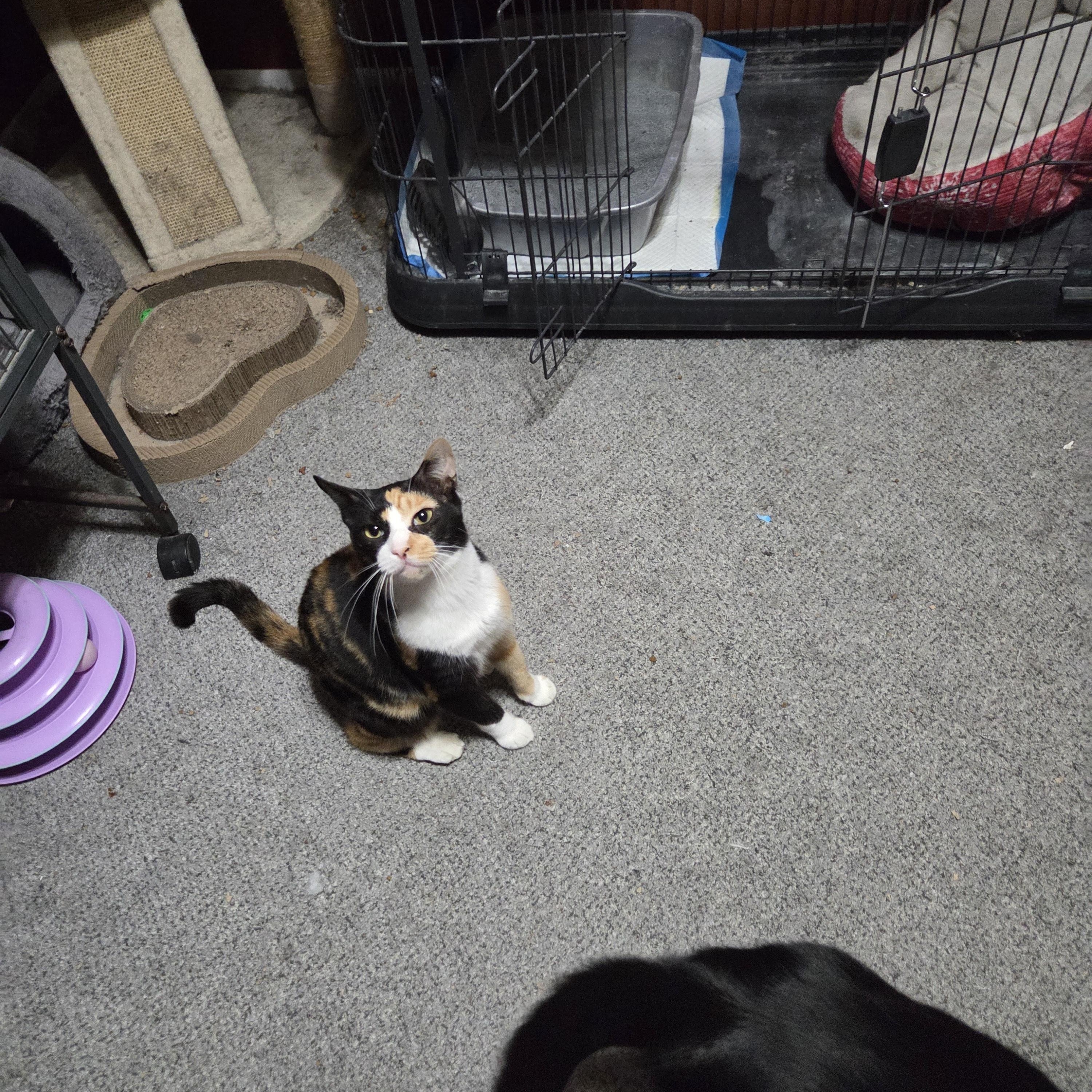 Butters, a Adoptable mixed breed in Orlando, FL image 3/4