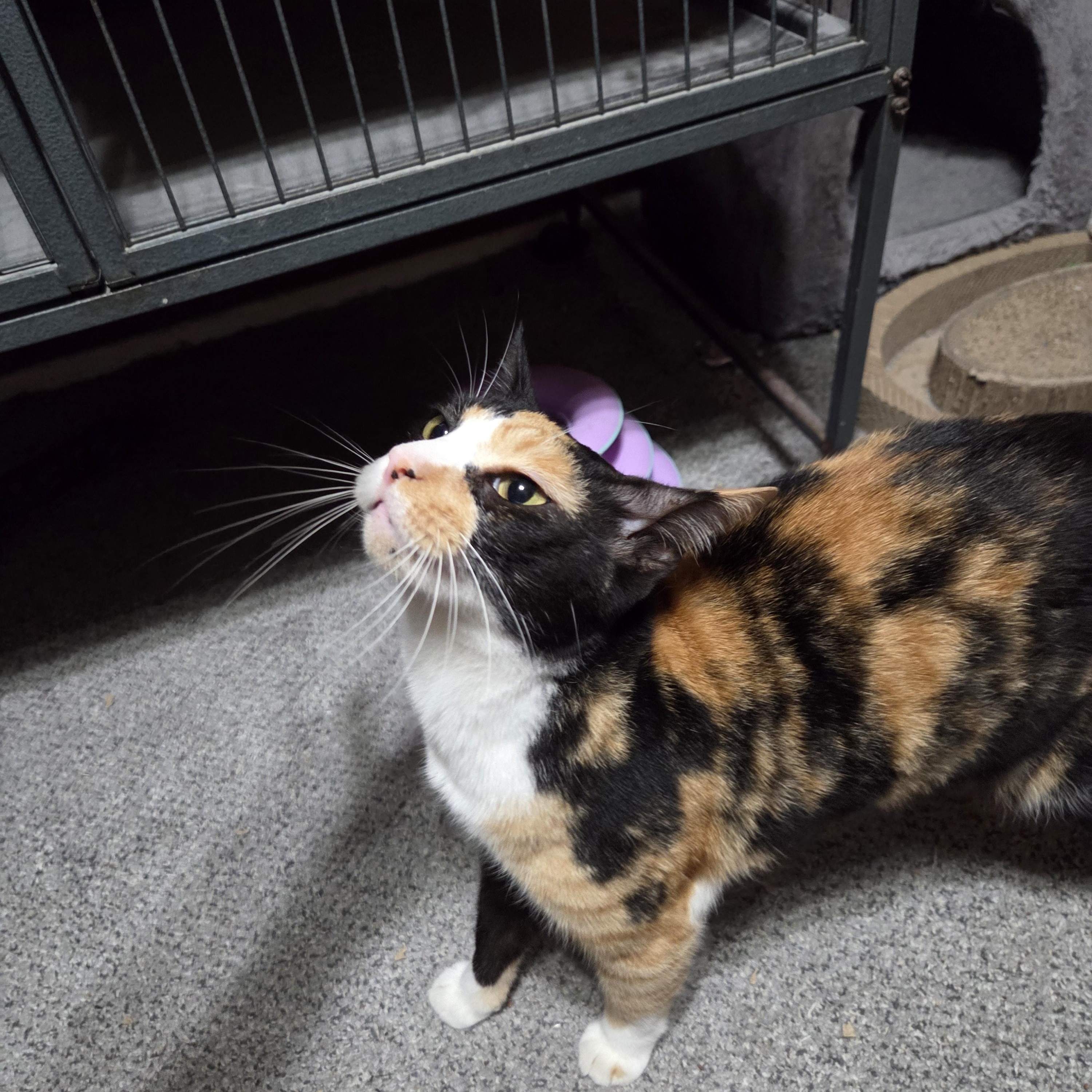 Butters, a Adoptable mixed breed in Orlando, FL image 4/4