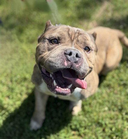Leo, Adoptable, Adult Male Pit Bull Terrier.