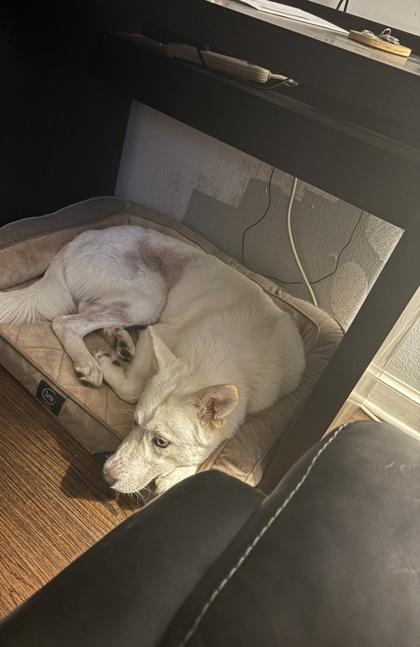 Whitey Walpt thumbnail 2