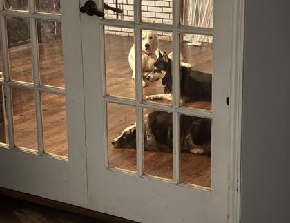 Whitey Walpt thumbnail 4