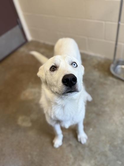 Whitey Walpt thumbnail 5