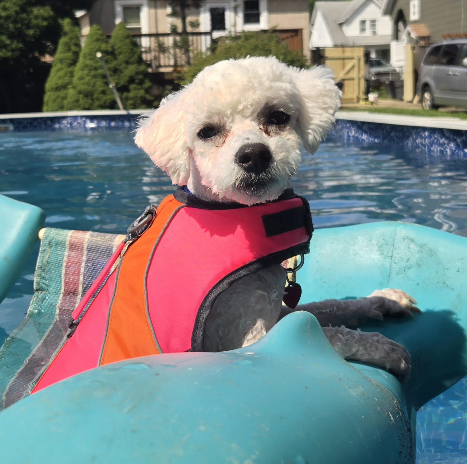 Frankie photo 1