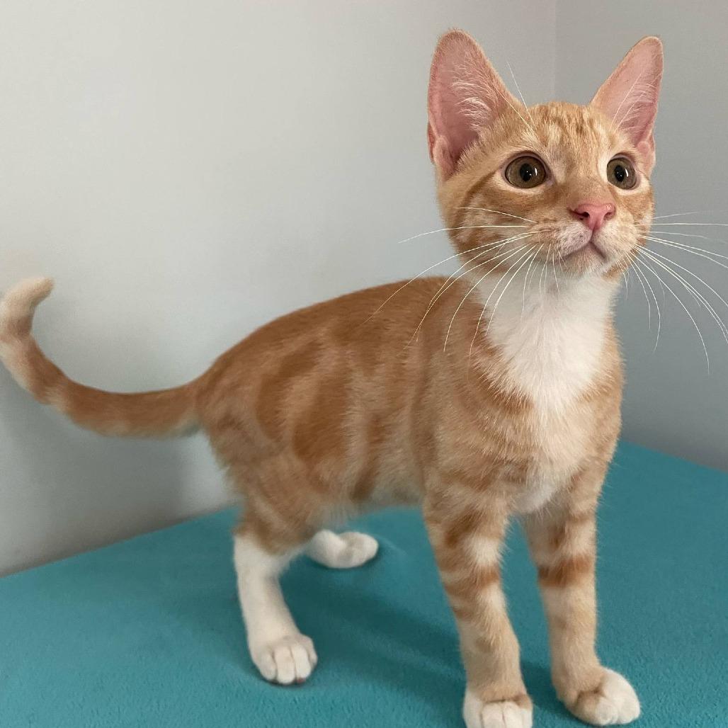 Party Prince, Young Female Domestic Short Hair