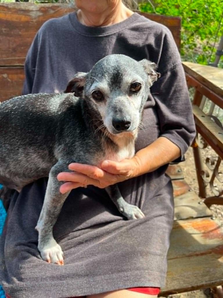 Marvin - MA, Adoptable, Senior Male Chihuahua & Dachshund.