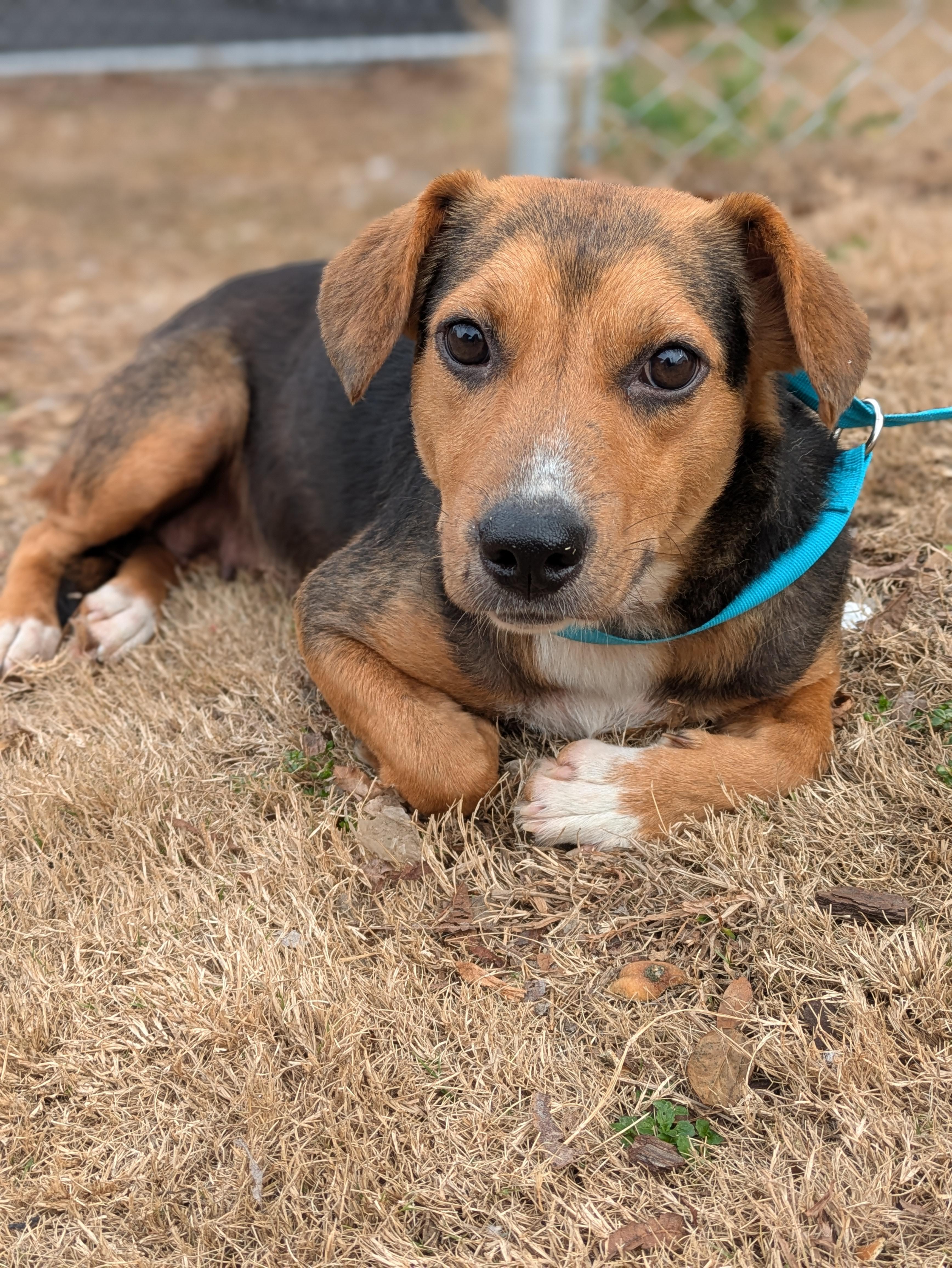 Allie, adopted, Young Female Beagle.