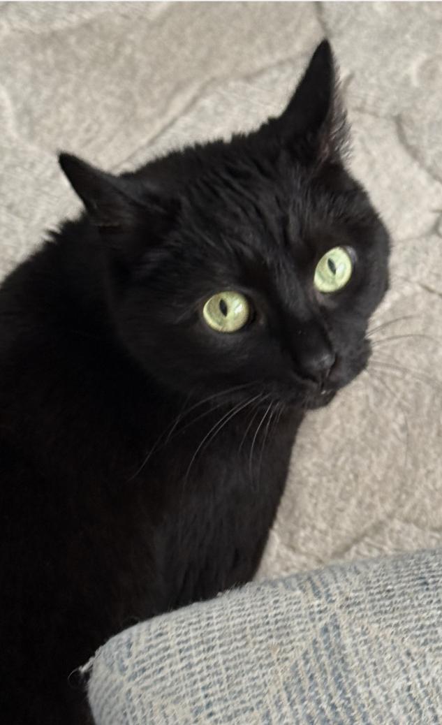 Enlarge Gracie, a Adoptable Domestic Short Hair in Mount Pleasant, SC image 1/2