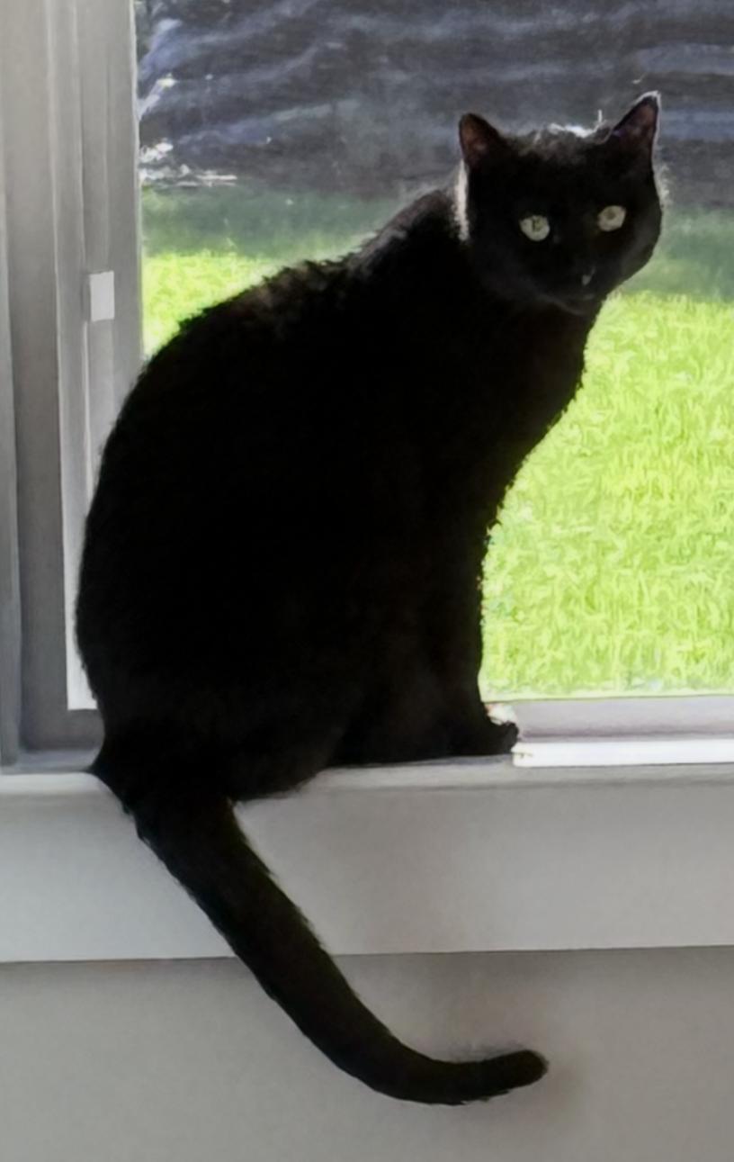 Enlarge Gracie, a Adoptable Domestic Short Hair in Mount Pleasant, SC image 2/2