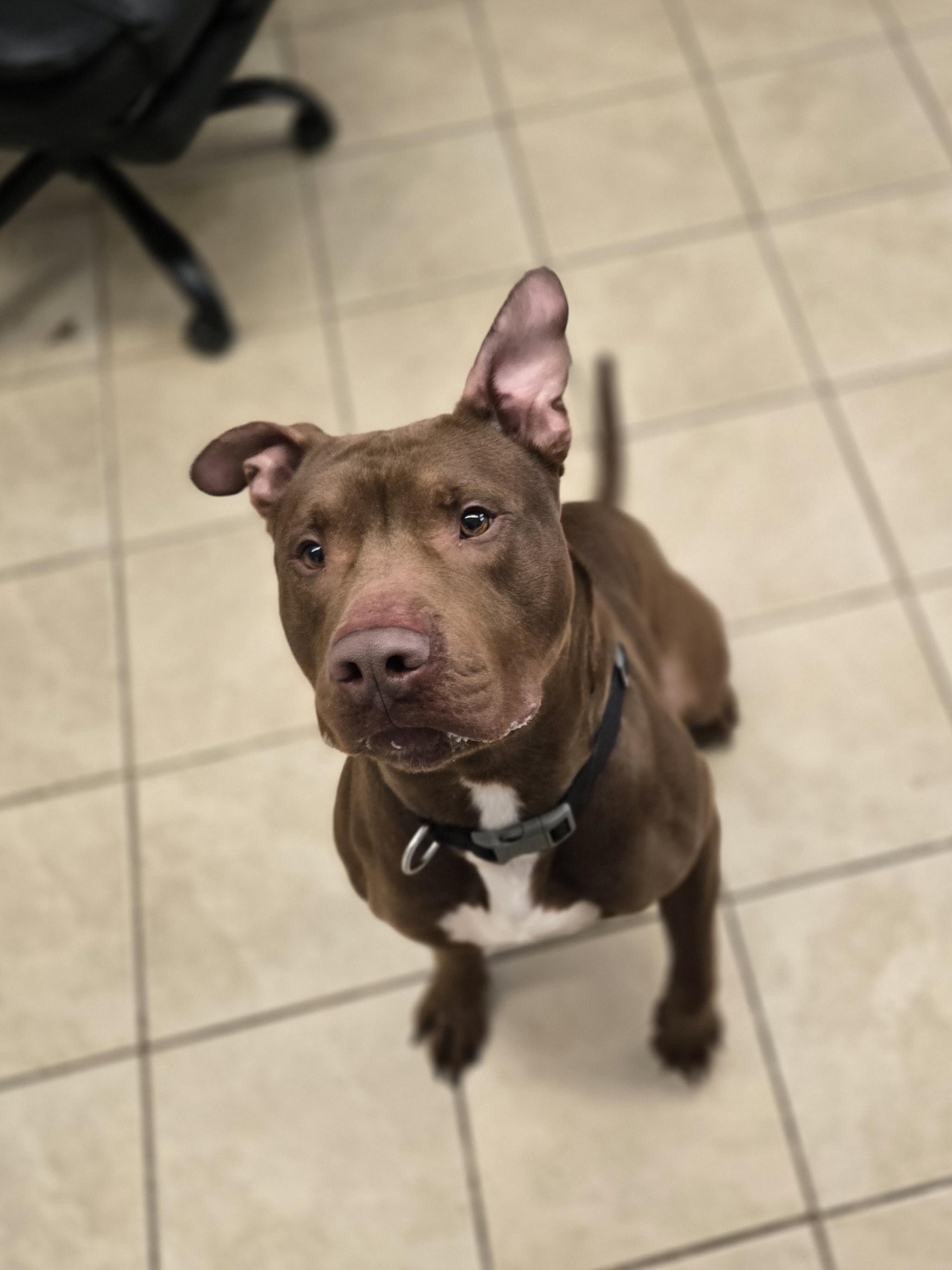 Gizmo, Adopted, Adult Male Pit Bull Terrier.