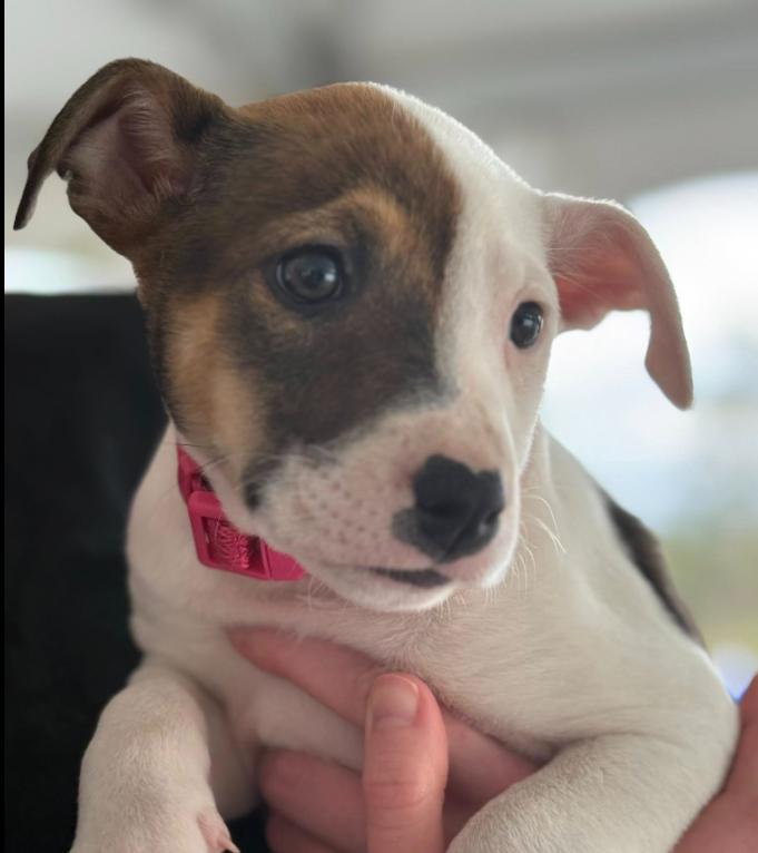 Enlarge Marigold, a Adoptable mixed breed in Eutawville, SC image 3/4