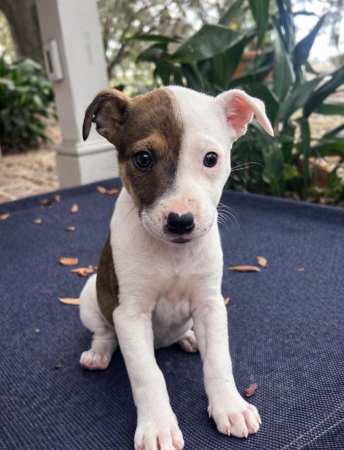Marigold, Adoptable, Puppy Female Mixed Breed.
