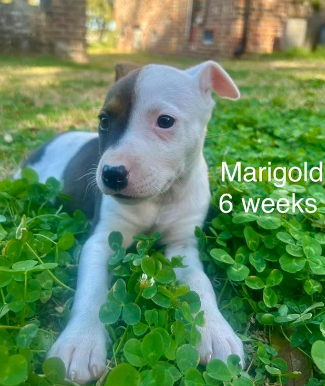 Marigold, Adoptable, Puppy Female Mixed Breed.