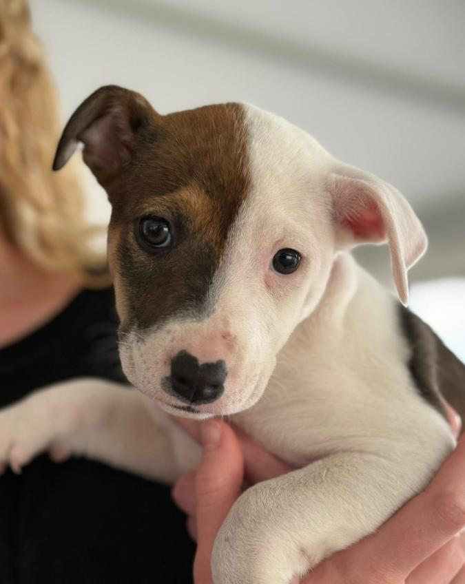 Enlarge Marigold, a Adoptable mixed breed in Eutawville, SC image 2/4