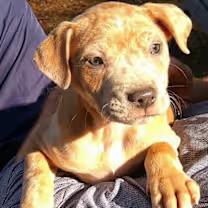 Enlarge Applebee, an adopted mixed breed in Watertown, CT image 2/2