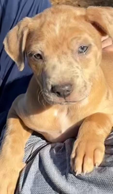 Enlarge Applebee, an adopted mixed breed in Watertown, CT image 1/2